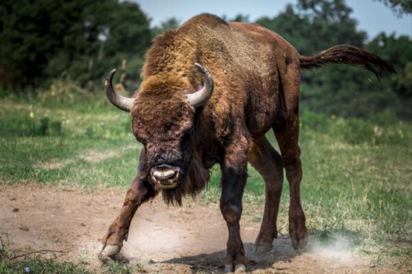 ETFs und Aktien bei BISON handeln. Aktienhandel-mit-BISON-Neues-Angebot-ETF-Sparplaene-bei-BISON