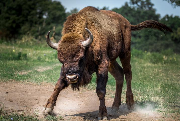 Neu: Aktien und ETFs auf Bison handeln